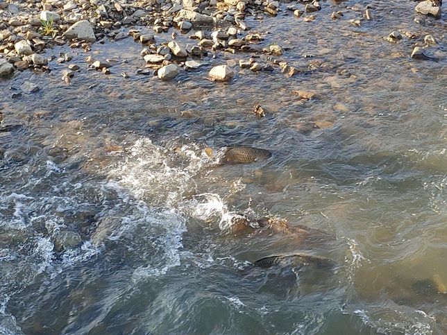 물 속에 나뭇가지나 마른 풀을 집어넣으면 물고기와 게를 포함한 민물생물들이 잘 살까요?의 1번 째 이미지