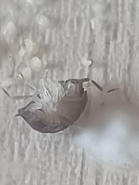 집에서 나왔는데 혹시 해충인가요??의 3번 째 이미지