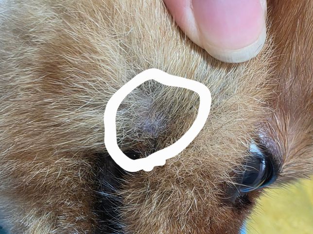 강아지 입주변 오돌토돌 뭐가 잡혀요 ㅠㅠ의 0번 째 이미지