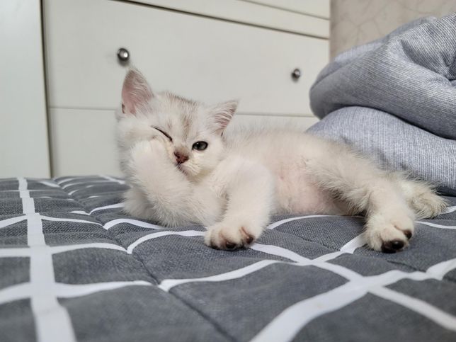 전남친과 키우던 아깽이가 보고싶어요의 0번 째 이미지