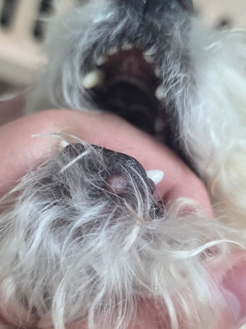 강아지 입술 주변에 물집이 생겼어요 도와주세요!!의 2번 째 이미지