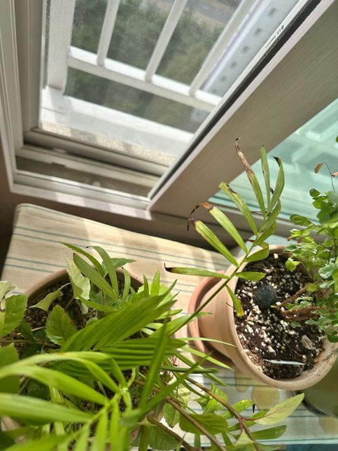 식물 잎 끝부분이 갈색으로 변하는 이유의 1번 째 이미지