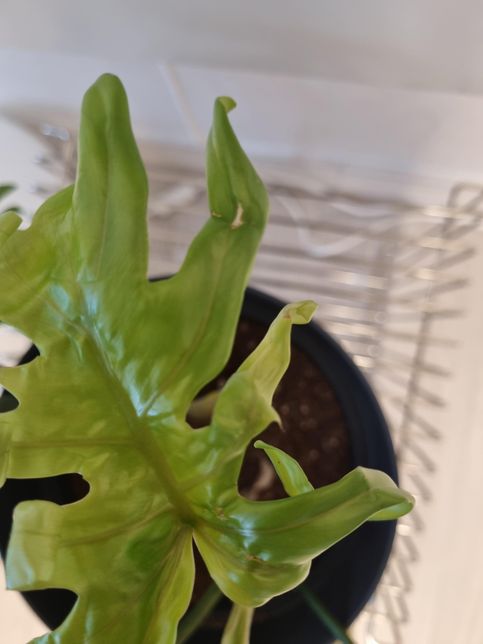 필로덴드론 마요이 상처난 새잎 봐주세요의 0번 째 이미지