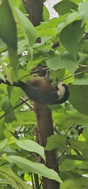 딱따구리같은데 이게 무슨딱따구리인가요의 0번 째 이미지