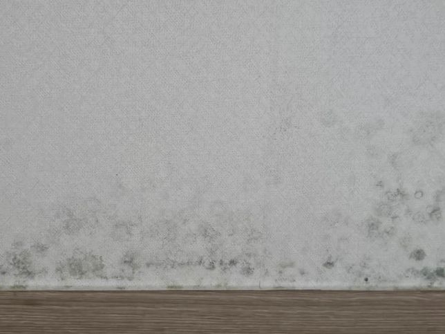 자취방에 누수로 인한 곰팡이 문제 도와주세요의 1번 째 이미지