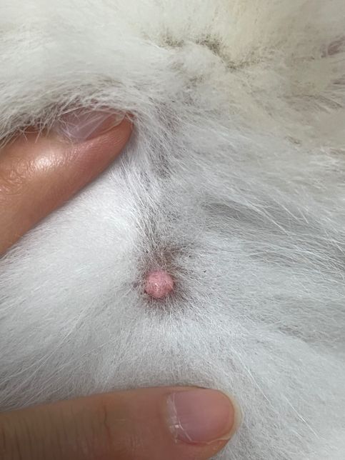강아지 피부에 이게 뭔가요??ㅠㅠㅠ의 0번 째 이미지