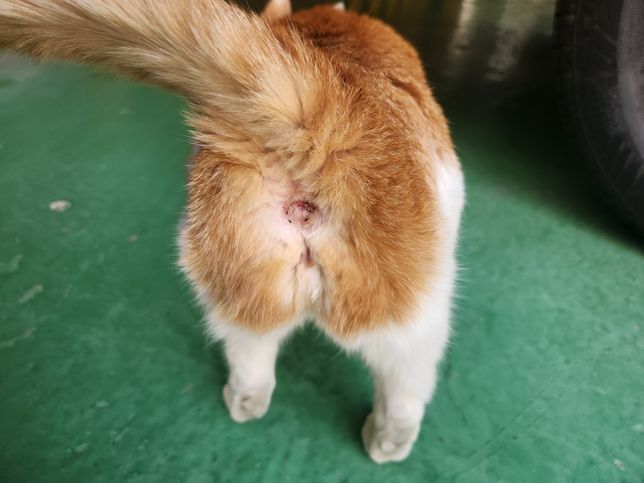 길고양이 암컷인가요 수컷인가요??의 0번 째 이미지