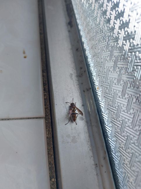 이거 우리집에 들어온 벌인데 어떻게 해...의 0번 째 이미지