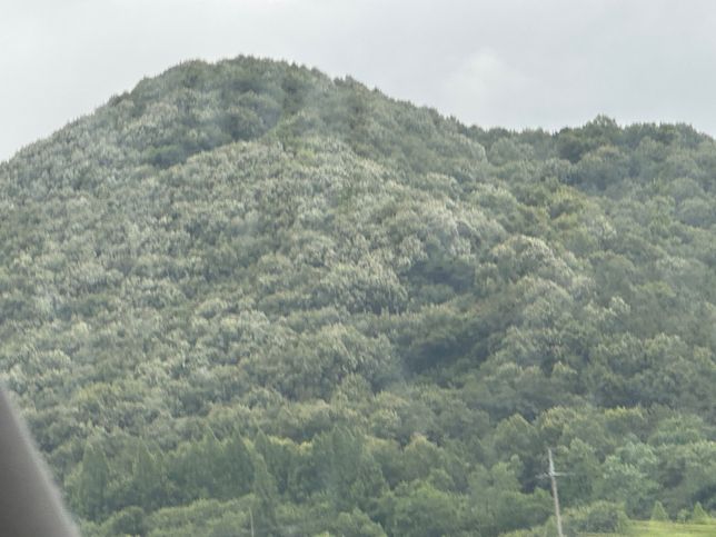 고속도로를 지나다가 설산처럼 하얗게 변한 나무를 보았는데요의 0번 째 이미지