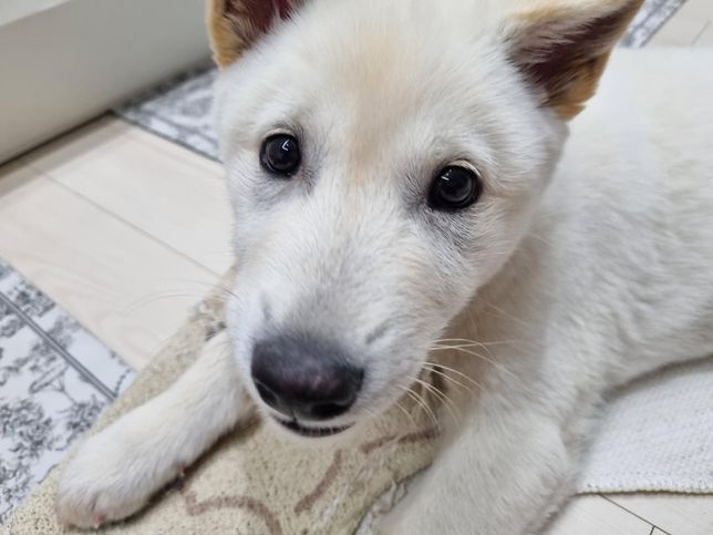 강아지 눈 주위에 다크서클이 생겼습니다의 0번 째 이미지