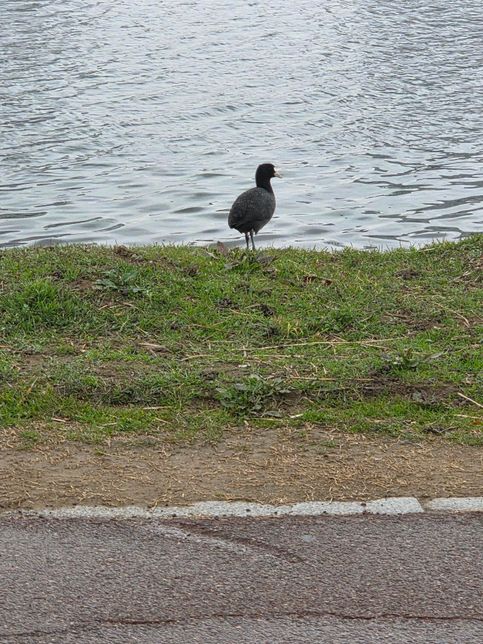 혹시 사진에서 이새가 물닭이 맞긴 맞나요?의 0번 째 이미지