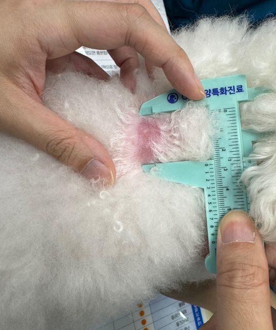 강아지 등에 지방층염 확률 좀 봐주세요의 0번 째 이미지