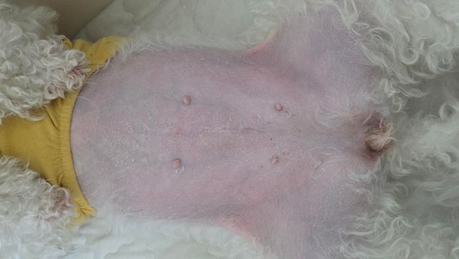 강아지가 살이 찐건지 부은건지 모르겠어요의 0번 째 이미지