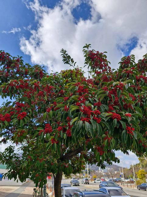 이 나무의 이름이 궁금해서 문의 드립니다.의 0번 째 이미지