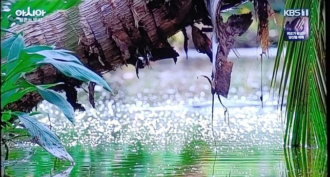 물왕도마뱀은 태국 도심 속 연못에서 최상위 포식자인가요?의 1번 째 이미지