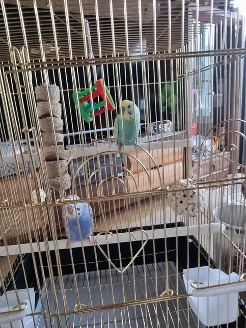 사랑앵무 2마리를 분양받았습니다.의 0번 째 이미지