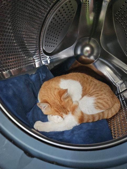 이제 고양이가 세탁기를 자기 집이라 생각하는데 어떻게 하져?의 0번 째 이미지