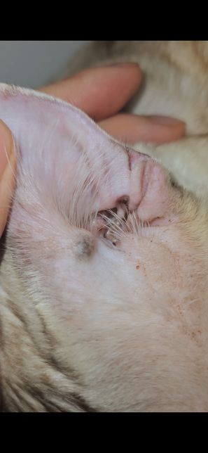 고양이 귀 근처에 1년넘게 사라지지 않는 혹이 있어요의 0번 째 이미지