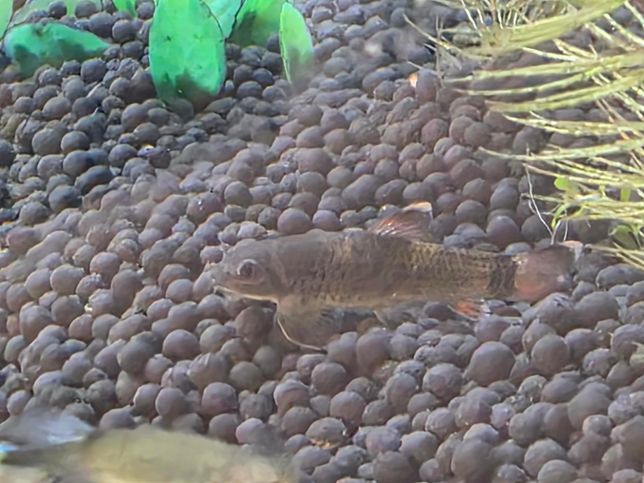 이물고기가 어떤종류인지 알수있을까요?의 0번 째 이미지