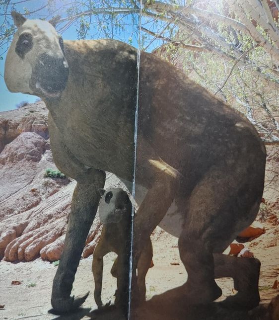 멸종된 동물 칼리코테리움은 지금 살아있는 동물들 중에서 주로 어떤 동물에 가까웠나요?의 2번 째 이미지