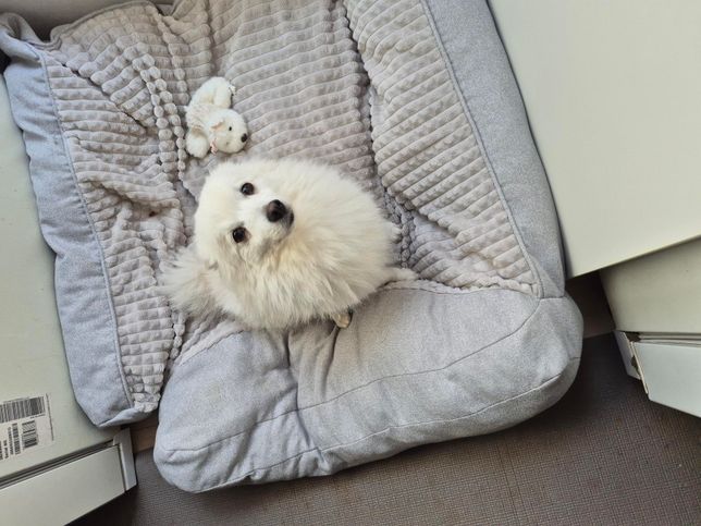 슬개골탈구가 있어서 수술을 해야 하는데요 어느것이 강아지한테 더 안전하고 좋을까요?의 0번 째 이미지