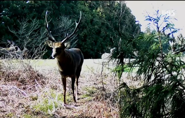 제주도에 원래 꽃사슴과 멧돼지는 살지 않았나요?의 0번 째 이미지