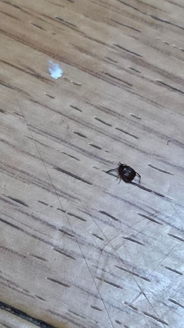 벌레 이름이랑 퇴치법 아시는 분 제발 좀 도와주세요.의 1번 째 이미지