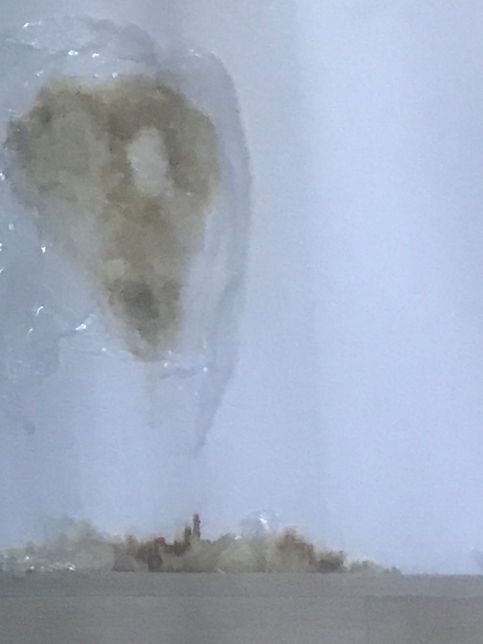 곰팡이 벽지 어떻게 지울수있을까요?ㅜㅠ의 0번 째 이미지