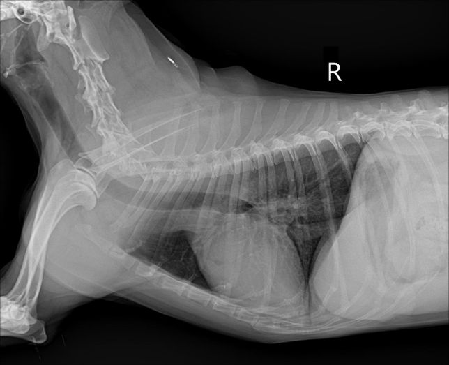 강아지 간크기가 작은건지 봐주세요!!의 1번 째 이미지