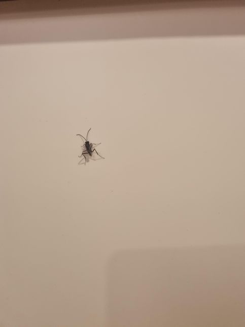 혹시 이벌레 이름 아시는분.. 잡으니까 눈이 꼭 파리같은데 날개달렸어요의 0번 째 이미지