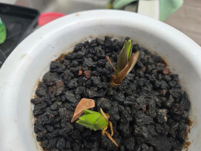 이 백합 새싹들, 지금 상태가 안 좋은건가요?의 0번 째 이미지