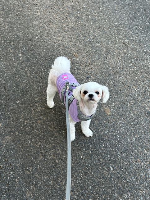 강아지가 꼬리를 갑자기 내리고 다녀요의 0번 째 이미지