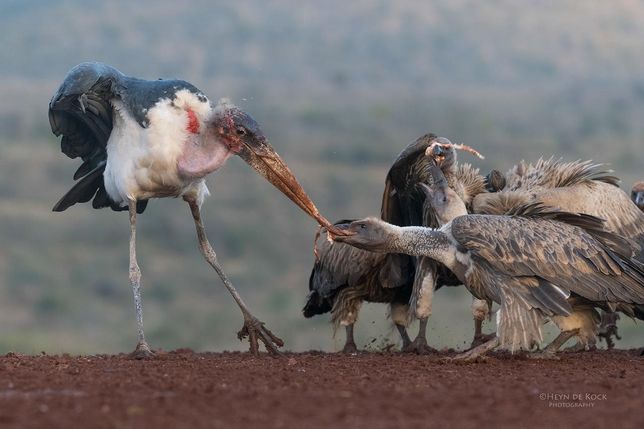 맹금류는 왜 황새 종류를 사냥하지 않고 공존관계처럼 함께 지내나요?의 1번 째 이미지