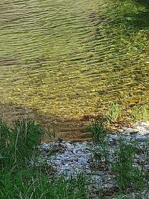 물까마귀는 정말 잠수나 수영도 잘해요?의 1번 째 이미지