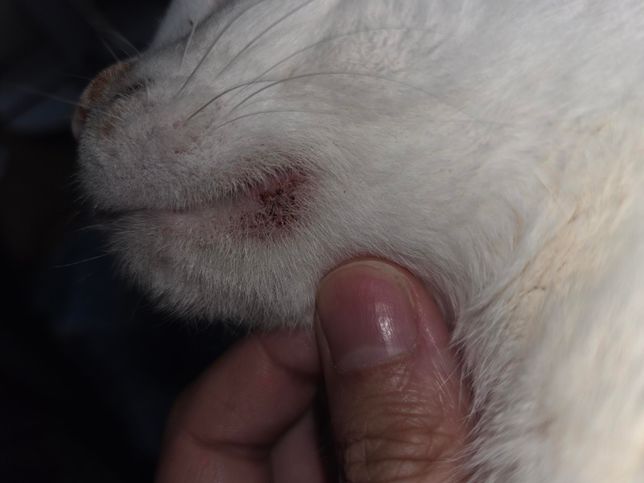 고양이 입주변에 뭐가 나서 병원에 다녀왔는데요..의 2번 째 이미지