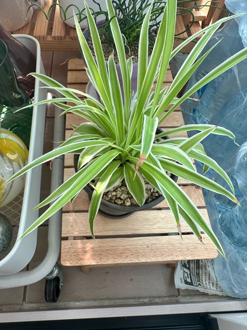 식물 잎 끝부분이 갈색으로 변하는 이유의 0번 째 이미지