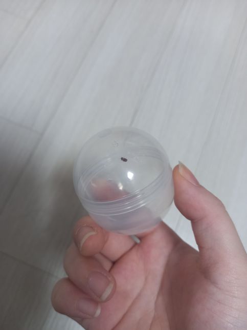 방청소하다 발견했는데 무슨 벌레인가요?의 1번 째 이미지