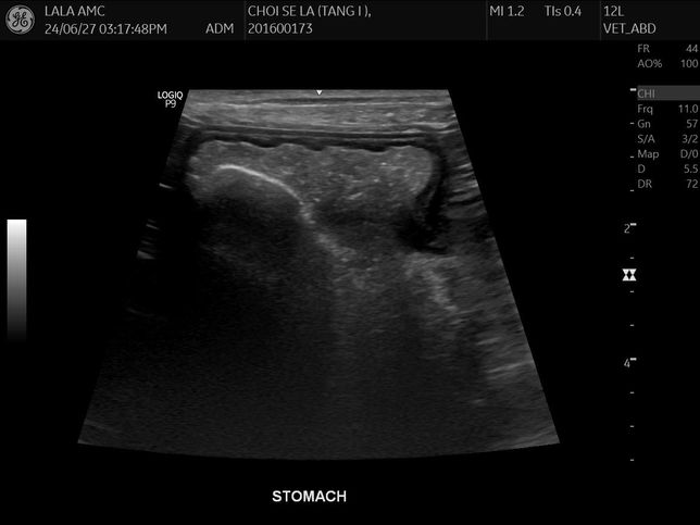 강아지 몸속에 1.8cm물체가 있는것 같다는데 뭔지 모르겠어요의 2번 째 이미지
