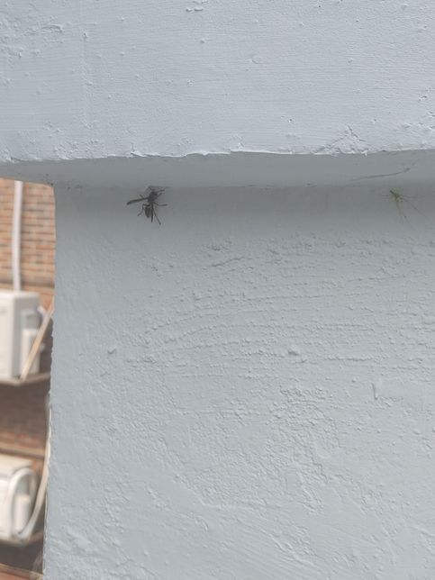 이거 벌 같이 생긴거 뭔가요?????의 0번 째 이미지