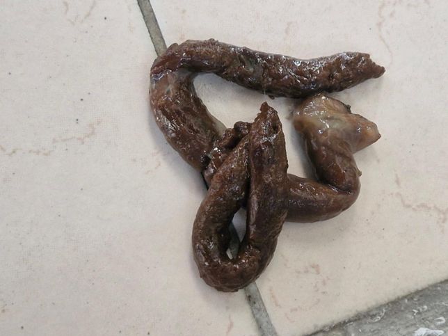 혐 주의)강아지 변 상태 괜찮걸까요???의 2번 째 이미지