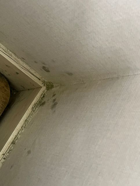 벽지 곰팡이 없애는 방법좀 알려주세요의 0번 째 이미지