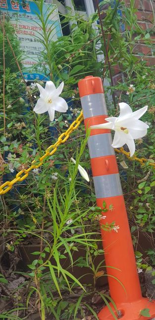 뭔가 긴 나팔같이 생긴 이 흰 꽃은 뭔가요?의 0번 째 이미지