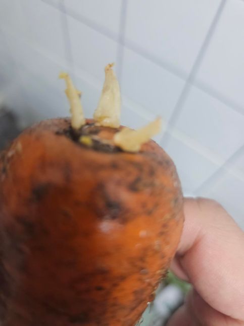 이거 당근 괜찮을까요? 4일을 잊어버리고 지방에 두었는데..의 0번 째 이미지