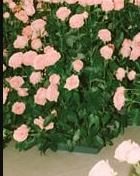 생화 꽃 고정 및 지지대를 찾고 싶은데 이름을 모르겠어요의 0번 째 이미지