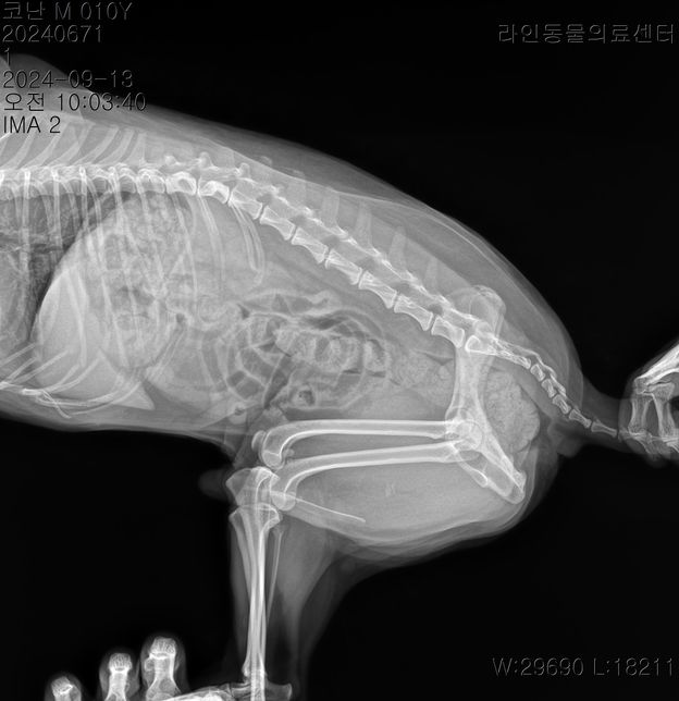 선생님 저희 강아지 허리디스크가 어느정도인가요?의 0번 째 이미지
