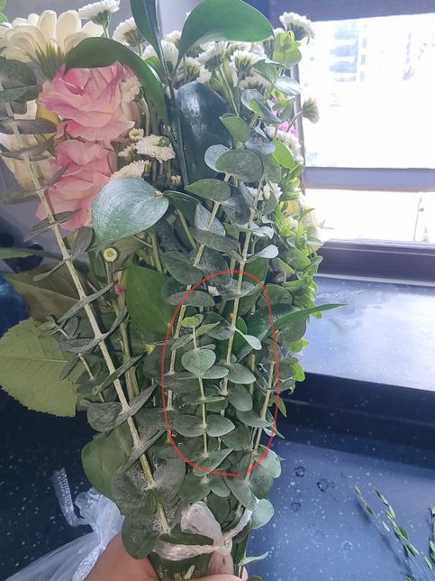 여기 꽃 세 개 각각 이름이 뭔지 궁금합니다의 1번 째 이미지