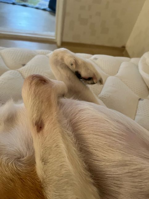 강아지 다리 불룩 티어나온부분 어떤증상인가요?의 2번 째 이미지