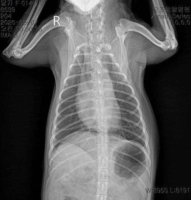 강아지 폐 엑스레이 판독부탁드립니다의 2번 째 이미지