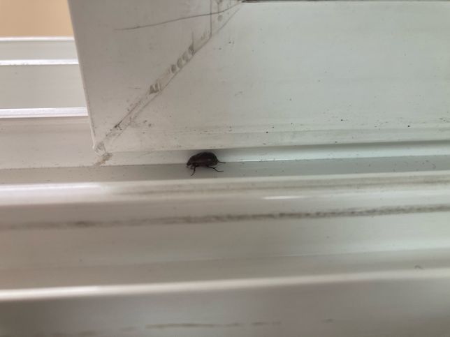 이건 무슨 벌레일까요ㅠㅜㅜ 복도쪽 방인데의 0번 째 이미지