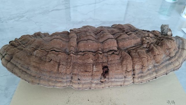 산에서 발견한건데 무슨 버섯으로 추정되나요?의 0번 째 이미지